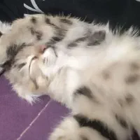 واگذاری گربه|گربه|قم, انصار‌الحسین|دیوار