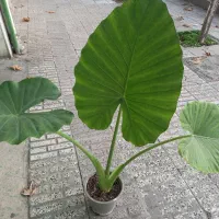 گل بابا آدم بزرگ یک متری