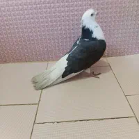 کفتر