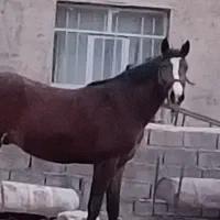 کره نریان کرد