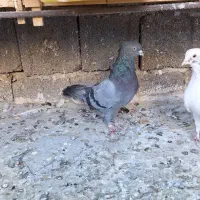 کفتر|پرنده|محمدشهر, ولدآباد|دیوار