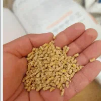 فروش دان خوراک گوسفند گاو  طیورذرت  با کیفیت