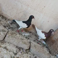 پرنده|پرنده|خرمشهر, |دیوار