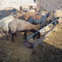 میش زایده|حیوانات مزرعه|سده (خراسان جنوبی), |دیوار