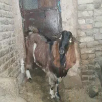 بز نر جوان|حیوانات مزرعه|قیدار, |دیوار