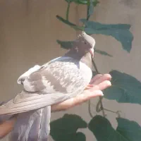 جوجه کبوترهای زیبا|پرنده|رشت, آب و برق|دیوار