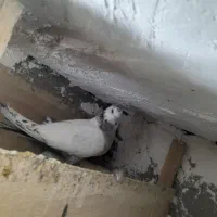 کاشانی|پرنده|مسجد سلیمان, |دیوار