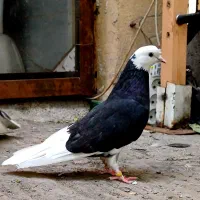 کفتر شازده سیاه طلا|پرنده|تهران, ازگل|دیوار