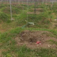 فروش نهال یکساله