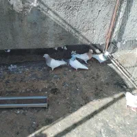 کبوتر کله ای