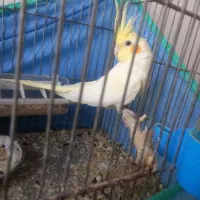 طوطی عروس مولد|پرنده|تاکستان, |دیوار