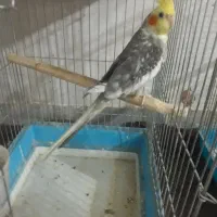 عروس هلندی نر بضمانت نطفه