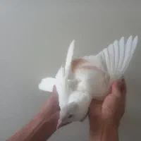 کبوتر ساده . چپ|پرنده|مشهد, آزادشهر|دیوار