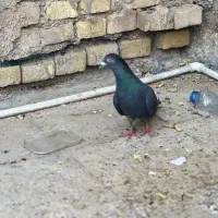 زاغ