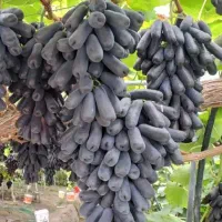 خرید نهال با کیفیت تضمین شده