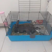 خرگوش نر ،یکونیم ساله|موش و خرگوش|تهران, تهرانپارس شرقی|دیوار