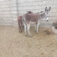 خر جوان با کره نر|حیوانات مزرعه|گنبد کاووس, |دیوار