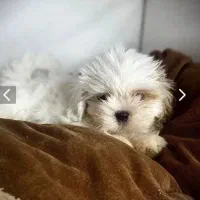 توله شیتزو سوپر فلت .