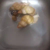 حلزون البینو