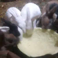 سلام هفت عدد خرگوش