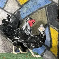 مرغ و خروس گلین جفت