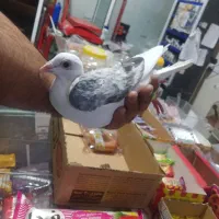پشت گراف