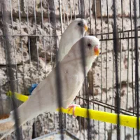 مرغ عشق البینو|پرنده|فردوس (خراسان), |دیوار