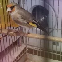 سهره نر کرمونی جوجه قفس رام رام عروسک