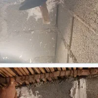 کبوترخوشرنگ نمونه به نمونه|پرنده|بندر کنگان, |دیوار