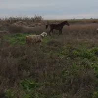 فروش  کره  اسب یک سال رگ دار