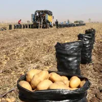 یک اکیپ کامل هستیم برای جمع کردن سیب زمینی