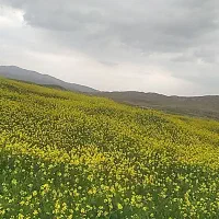 3تا میش با 3 تا بره