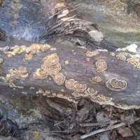 قارچ ترکی تیل بوقلمون|خوردنی و آشامیدنی|تهران, ظفر|دیوار