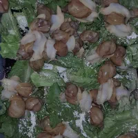 حلزون|خزنده|کوهسار (البرز), |دیوار