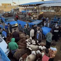 بازآر دآم گوسفند نروماده بدون ذره ای شکم