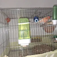 قناری رد فکتور|پرنده|اهواز, سپیدار|دیوار