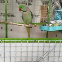 طوطی اسکندر شاه طوطی جفت|پرنده|صدرا-فارس, فاز ۲|دیوار