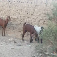 بز جوان مالداری و کشتن