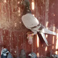 کفتر کبوتر سیاه غوره ای پیازی|پرنده|شیراز, رکنآباد|دیوار