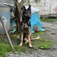 ژرمن نر معاوضه یا فروش