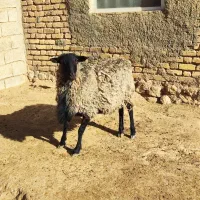 شیشک قوچ رومانوف اصل بذری ،بره اصیل|حیوانات مزرعه|بختگان, |دیوار