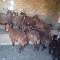 میش افشاری