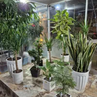 گل روز مادر *گلخانه من *|گل و گیاه طبیعی|بیرجند, |دیوار