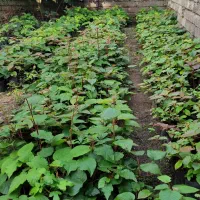 نهال کیوی تلخ