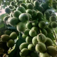 نهالستان باغبان نهال فروشی|خدمات باغبانی و درختکاری|عسگران, |دیوار