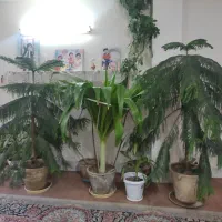 دو عدد کاج مطبق و یک عدد سوسن عنکبوتی|گل و گیاه طبیعی|فلاورجان, |دیوار
