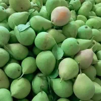 باغ-بابرج-وبدون-برج-درجهان-آباد-املاک-سیدذاکر