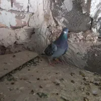 دوتا پلاکی هنوز یکی الا دوتا دیگه تا سر بندهوای|پرنده|مرودشت, کناره|دیوار