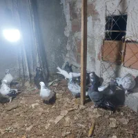 کبوتر هوایی|پرنده|ساری, |دیوار