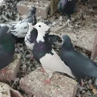 کفتر|پرنده|کرمان, |دیوار